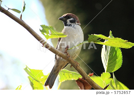 雀 5752657