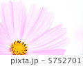 コスモス 5752701
