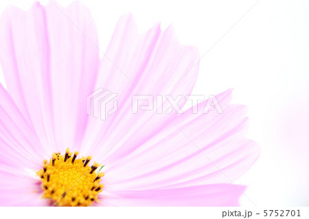 コスモス コスモス 5752701