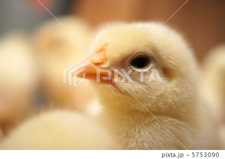 ひよこちゃんの写真素材 [5753090] - PIXTA