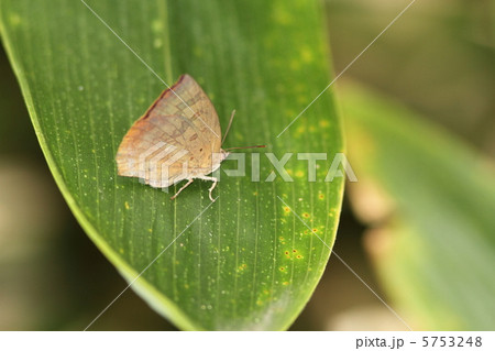 ムラサキシジミ 5753248