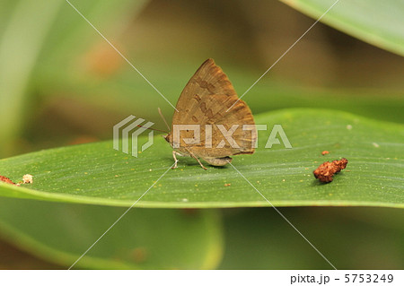 ムラサキシジミ ムラサキシジミ 5753249