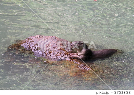 Oriental Small-Clawed Otter （コツメカワウソ） 5753358