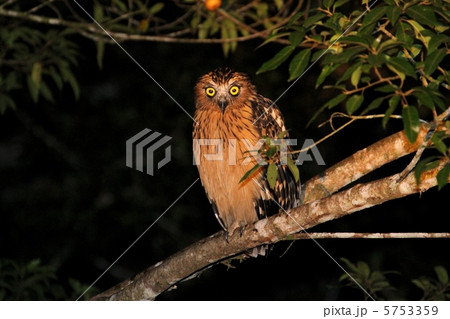 Buffy Fish Owl (マレーウオミミズク) Buffy Fish Owl (マレーウオミミズク) 5753359