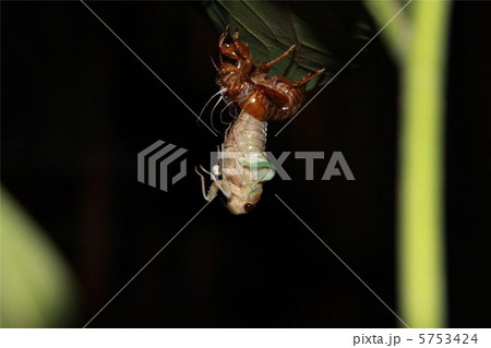 セミの羽化 5753424