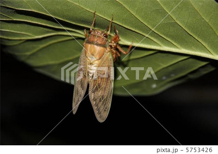 セミの羽化 セミの羽化 5753426