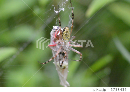 蜘蛛の捕食の写真素材