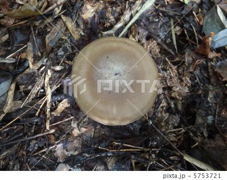 ハタケシメジ ハタケシメジ 5753721
