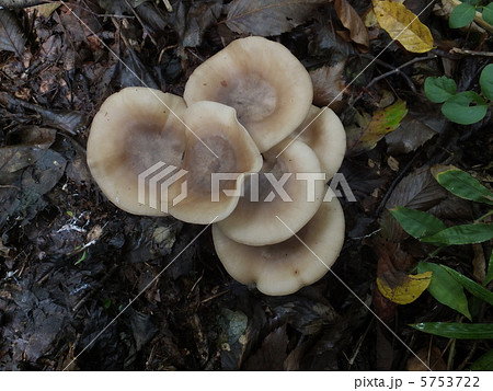 ハタケシメジ 5753722