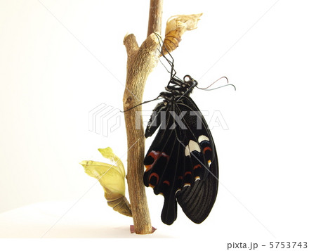 ナガサキアゲハ♂羽化2 5753743