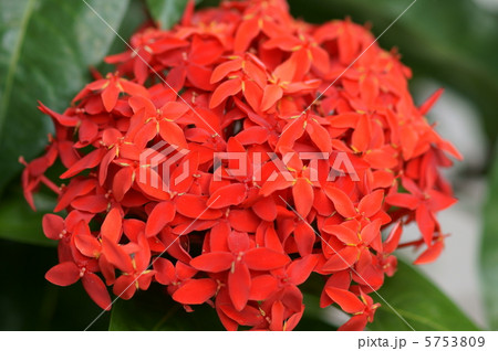 山丹花　イクソラ・コッキニアと申します。 5753809