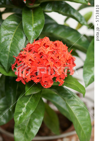 山丹花 イクソラ・コッキニアと申します。 山丹花 イクソラ・コッキニアと申します。 5753810