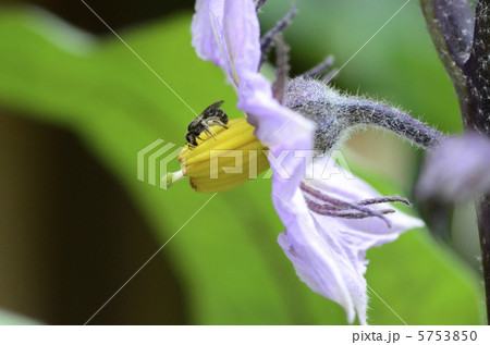 ナスの花 ナスの花 5753850