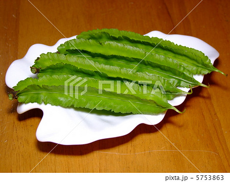 シカクマメ シカクマメ 5753863