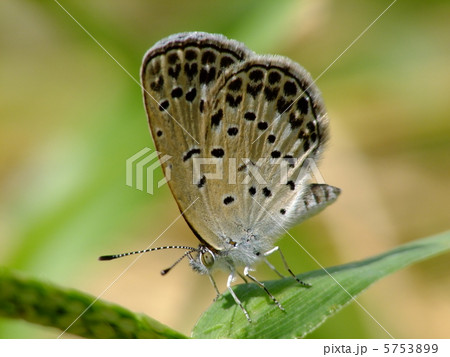 シジミチョウ 5753899
