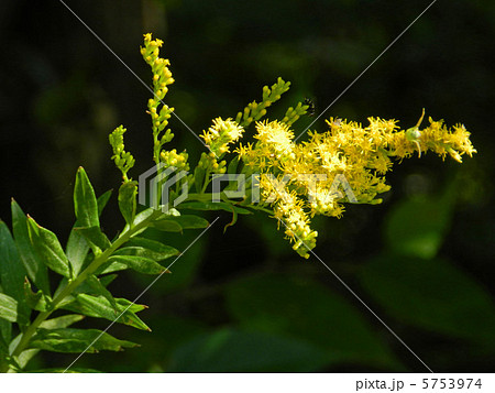 セイタカアワダチソウ（背高泡立草） 5753974