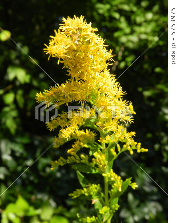 セイタカアワダチソウ(背高泡立草) セイタカアワダチソウ(背高泡立草) 5753975