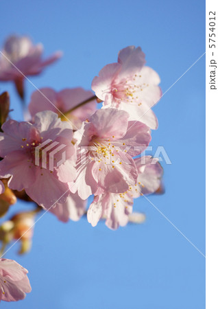晴れの日の河津桜 5754012