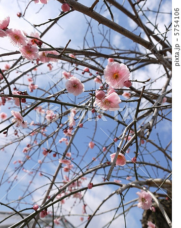 桃の花 桃の花 5754106