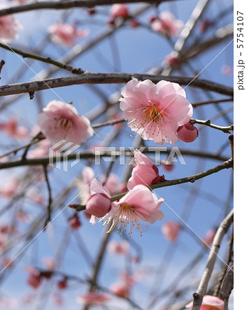 桃の花 桃の花 5754107