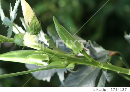 オクラの実と花 オクラの実と花 5754127