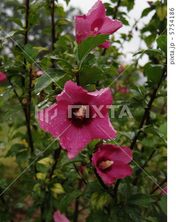 雨上がりの朝の木槿の花 雨上がりの朝の木槿の花 5754186