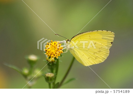 秋の野の花に止まって吸蜜するキチョウ(クローズアップ) 秋の野の花に止まって吸蜜するキチョウ(クローズアップ) 5754189