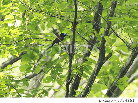 サンコウチョウ営巣 5754361