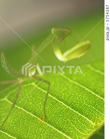 カマキリの赤ちゃん カマキリの赤ちゃん 5754387