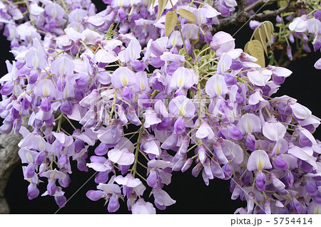 花穂が短い藤の花・ムラサキカピタン 5754414