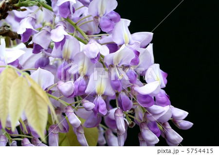 花穂が短い藤の花・ムラサキカピタン 5754415