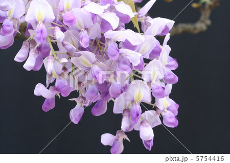 花が大きめの藤の花・ムラサキカピタン 5754416