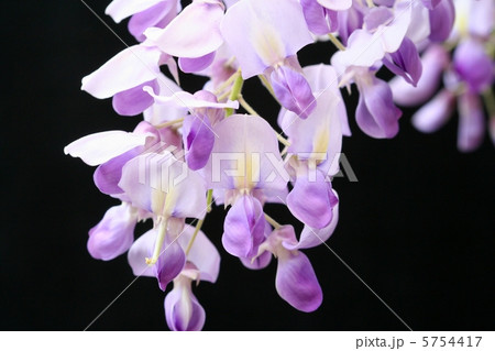 花が大きめの藤の花・ムラサキカピタン 5754417