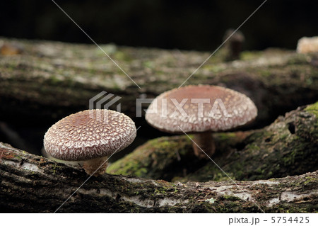 原木栽培の椎茸 5754425