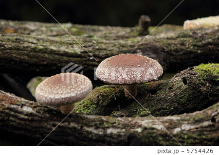 原木栽培の椎茸 5754426