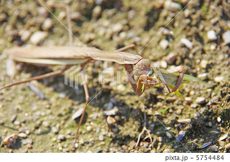 バッタを食べるカマキリ の写真素材