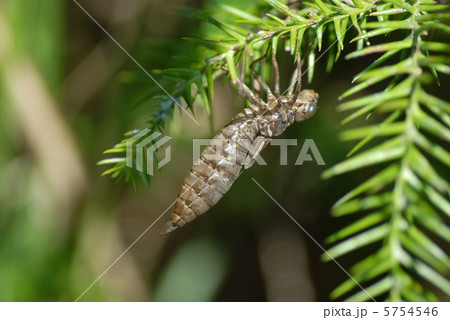 トンボの抜け殻 5754546