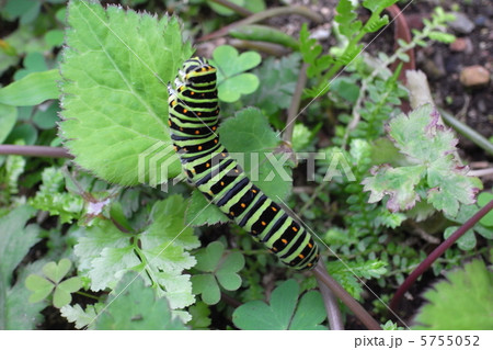 蝶の幼虫が動いているところ 5755052