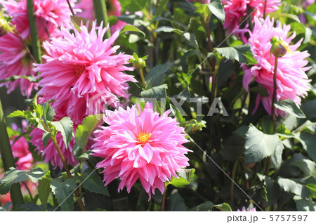 ダリア　ミスターフジノ 5757597