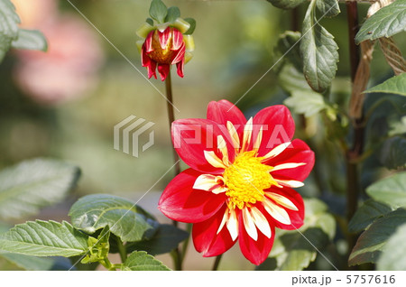 ダリア　奈奈 5757616
