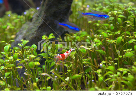 熱帯魚 水草水槽の写真素材
