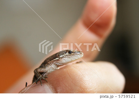 カナヘビ 5759521