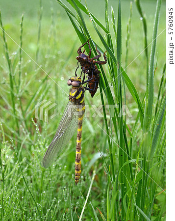 ヤゴからトンボへ 5760945