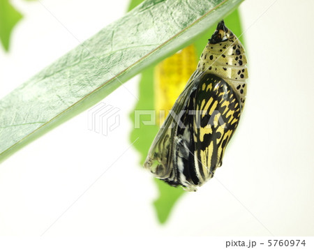 オオゴマダラの羽化3 オオゴマダラの羽化3 5760974