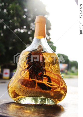 蛇と蠍の酒の写真素材 [5760979] - PIXTA