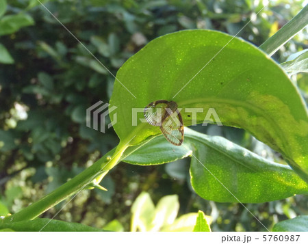 レモンの木とスケバハゴロモ レモンの木とスケバハゴロモ 5760987