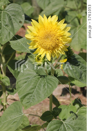 満開の モネのひまわり の花 万博記念公園 の写真素材