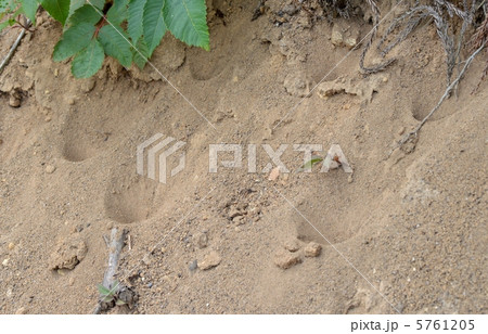 蟻地獄 蟻地獄 5761205