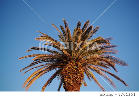 フェニックス 5761351