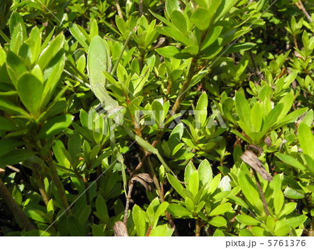 カマキリ４ 5761376